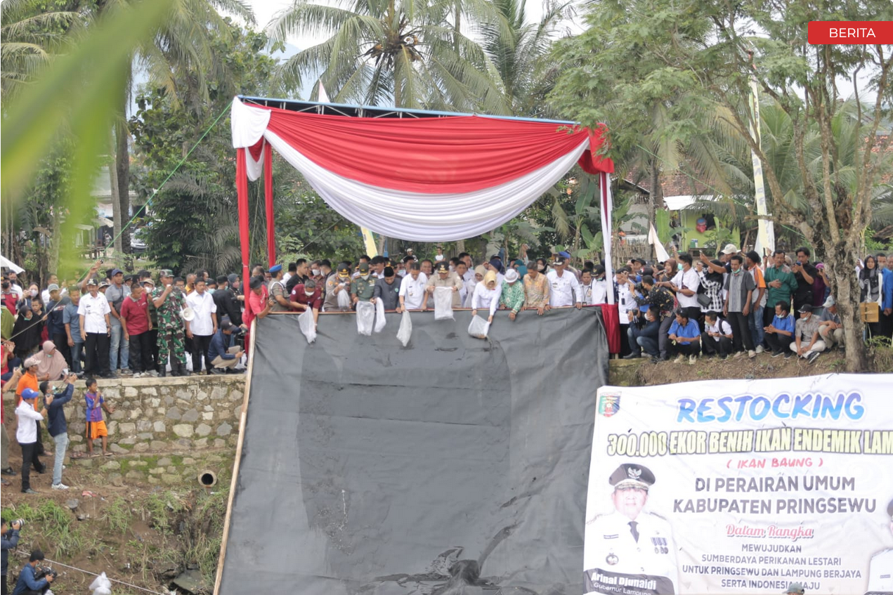 Dihadiri Gubernur Lampung, Pj.Bupati Pringsewu Bersama Masyarakat Tebar 300 Ribu Benih Ikan Baung Di Way Bulok